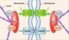 thumbnail image from paper