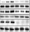 thumbnail image from paper