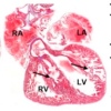 thumbnail image from paper