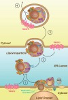 thumbnail image from paper