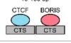thumbnail image from paper
