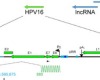 thumbnail image from paper