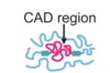 thumbnail image from paper