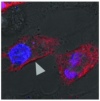 thumbnail image from paper