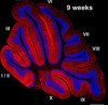 thumbnail image from paper