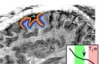 thumbnail image from paper