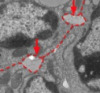 thumbnail image from paper
