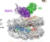 thumbnail image from paper