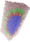thumbnail image from paper