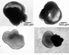 thumbnail image from paper