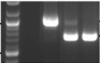 thumbnail image from paper