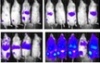 thumbnail image from paper