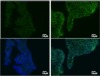 thumbnail image from paper