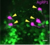 thumbnail image from paper