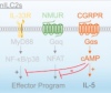 thumbnail image from paper