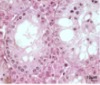 thumbnail image from paper