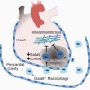 thumbnail image from paper