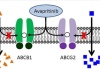 thumbnail image from paper