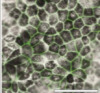 thumbnail image from paper