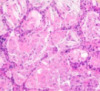 thumbnail image from paper