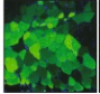 thumbnail image from paper