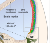 thumbnail image from paper