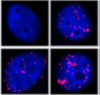 thumbnail image from paper