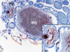 thumbnail image from paper