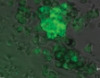thumbnail image from paper