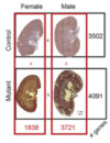 thumbnail image from paper