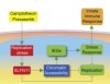 thumbnail image from paper
