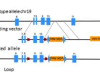 thumbnail image from paper