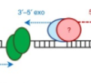 thumbnail image from paper