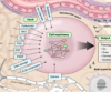 thumbnail image from paper