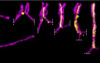 thumbnail image from paper