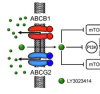 thumbnail image from paper