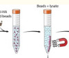 thumbnail image from paper