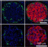 thumbnail image from paper