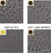 thumbnail image from paper