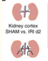 thumbnail image from paper