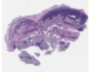 thumbnail image from paper