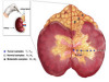 thumbnail image from paper