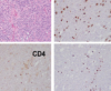 thumbnail image from paper