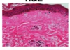 thumbnail image from paper