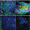 thumbnail image from paper