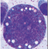 thumbnail image from paper