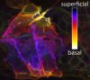 thumbnail image from paper