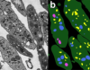 thumbnail image from paper