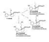 thumbnail image from paper