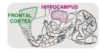 thumbnail image from paper